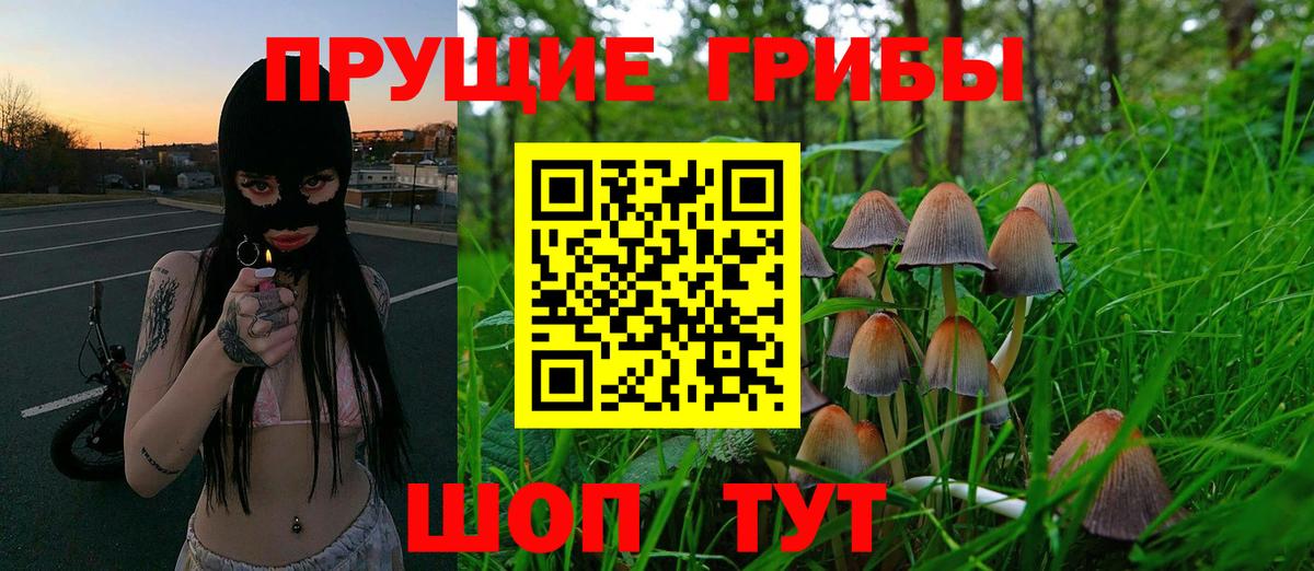 Славгород  Псилоцибиновые грибы Cubensis  Вход с VPN 